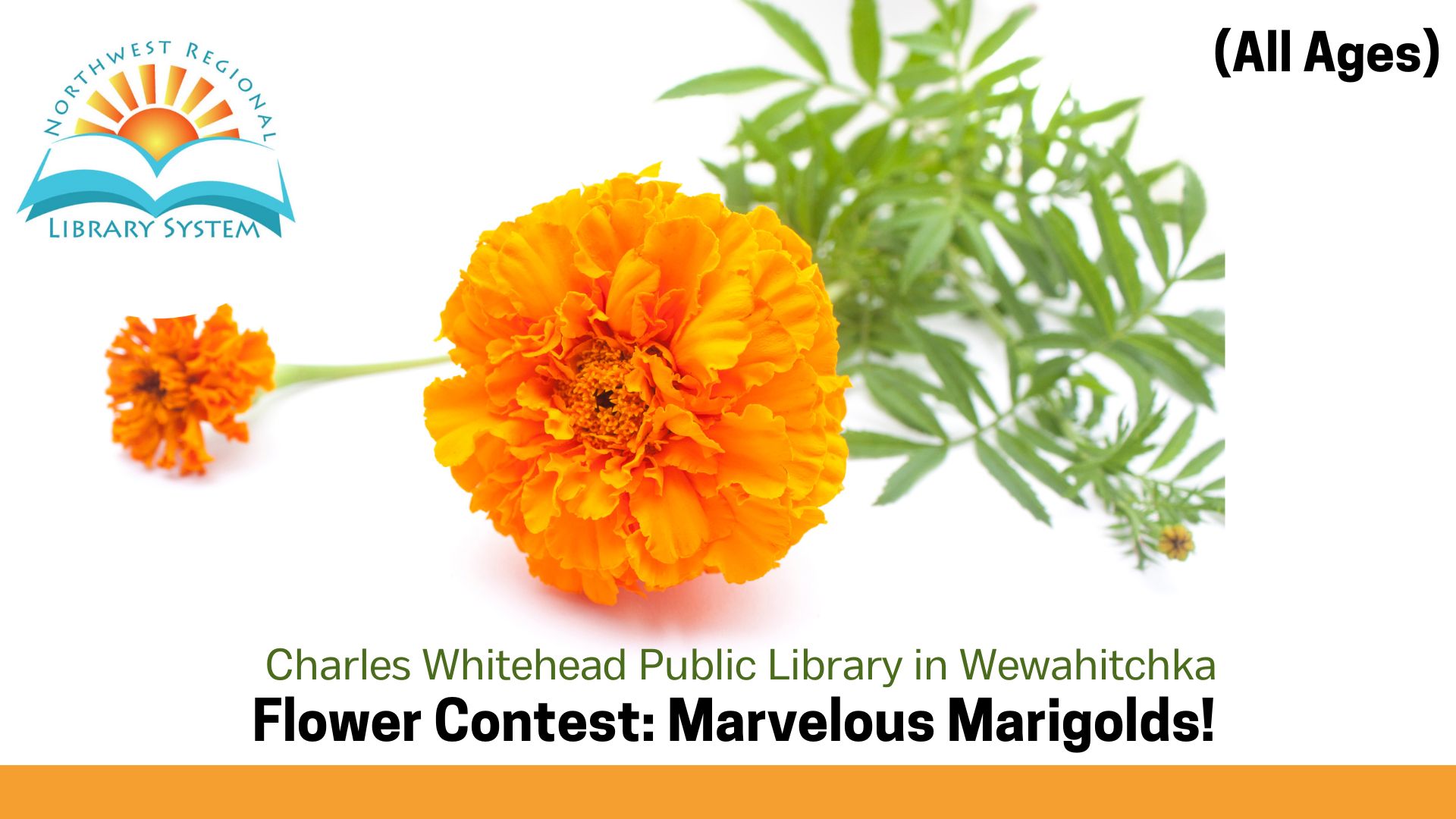 Image of Marigolds